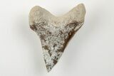 Cretaceous Ginsu Shark (Cretoxyrhina) Tooth - Kansas #203324-1